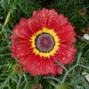 chrysanthemum-rainbow-seeds-3