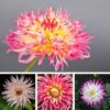 four shots of individual dahlia cactus mix flowers