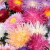 dahlia-cactus-mix-seed-2