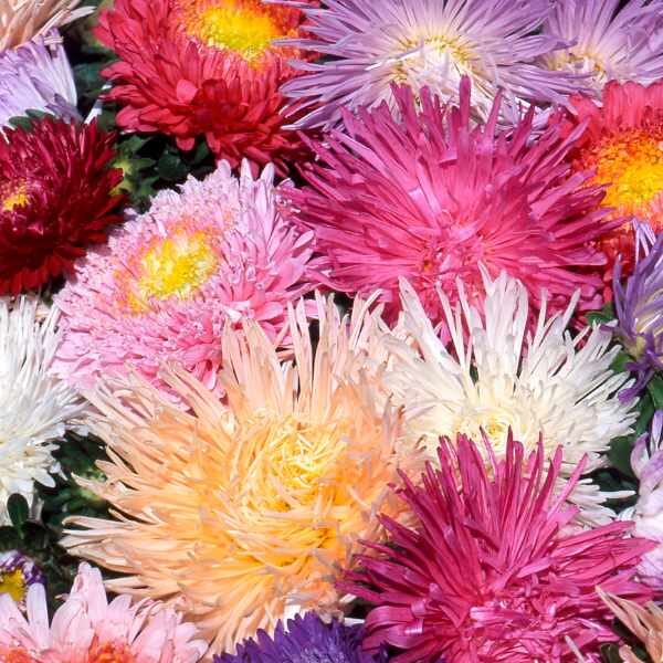 dahlia-cactus-mix-seed-2 dahlia-cactus-mix-seed-2