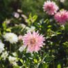 dahlia-cactus-mix-seed-3