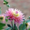 dahlia-cactus-mix-seed-4