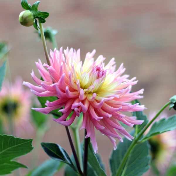 dahlia-cactus-mix-seed-4 dahlia-cactus-mix-seed-4
