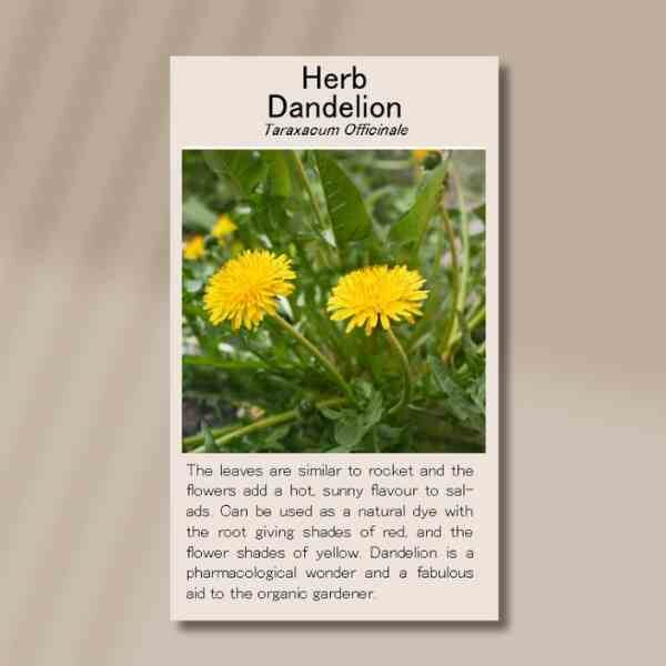 dandelion-front dandelion-front