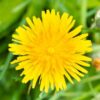 dandelion-seed