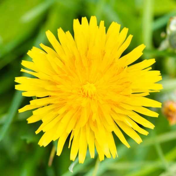 dandelion-seed