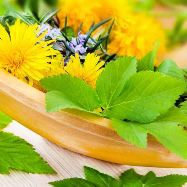 dandelion-seed5 dandelion-seed5