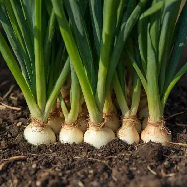 Onion-white-barletta-pickling-seeds-1