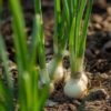 Onion-white-barletta-pickling-seeds-3