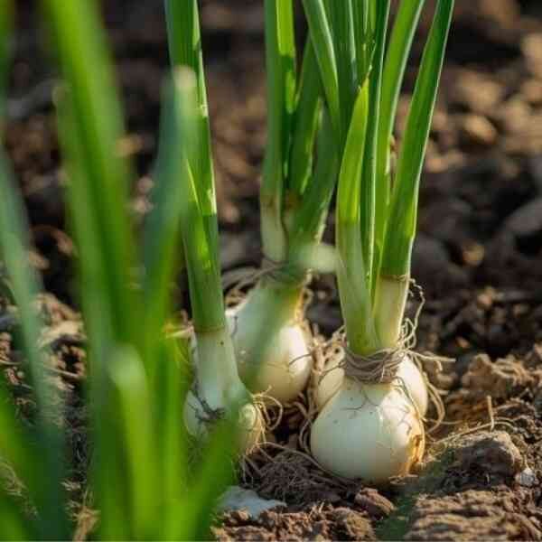 Onion-white-barletta-pickling-seeds-3 Onion-white-barletta-pickling-seeds-3