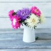 aster giant ray blooms in a milk jug