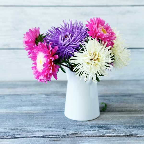 aster giant ray blooms in a milk jug