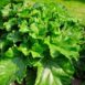 rhubarb-glaskins-perpetual-seeds-1