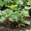 rhubarb-glaskins-perpetual-seeds-2