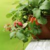 strawberry-baron-solemacher-seeds