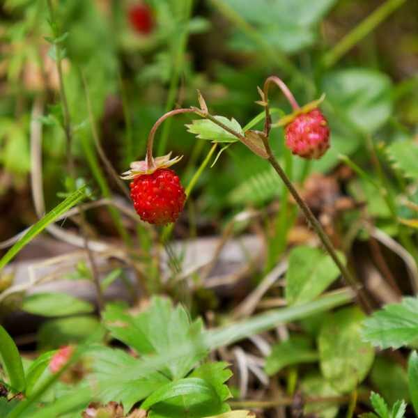 strawberry-baron-solemacher-seeds2 strawberry-baron-solemacher-seeds2
