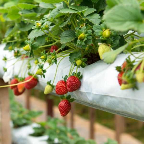 strawberry-baron-solemacher-seeds3 strawberry-baron-solemacher-seeds3