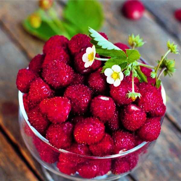 strawberry-baron-solemacher-seeds4 strawberry-baron-solemacher-seeds4