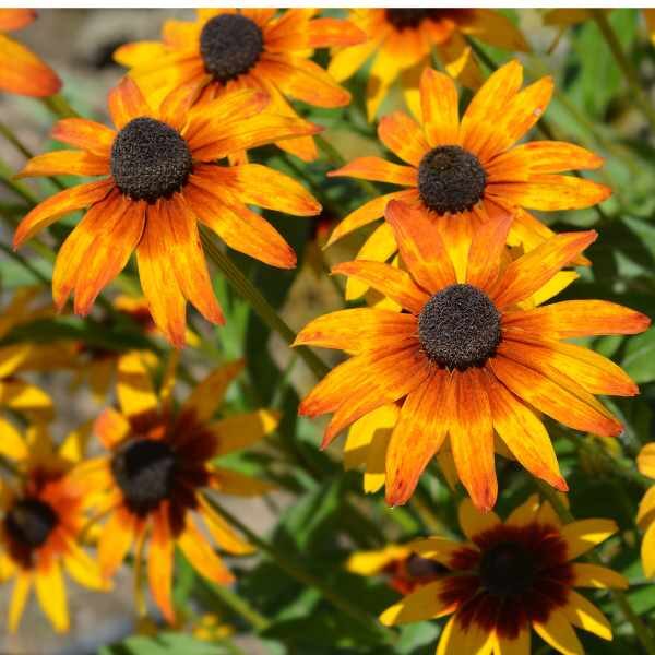 bunch of rudbeckia gloriosa daisies