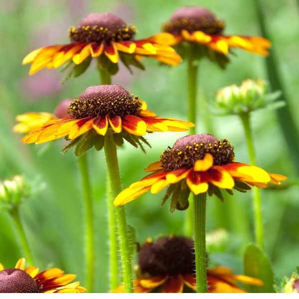 gloriosa-daisies-seeds2 gloriosa-daisies-seeds2