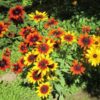 gloriosa-daisies-seeds3