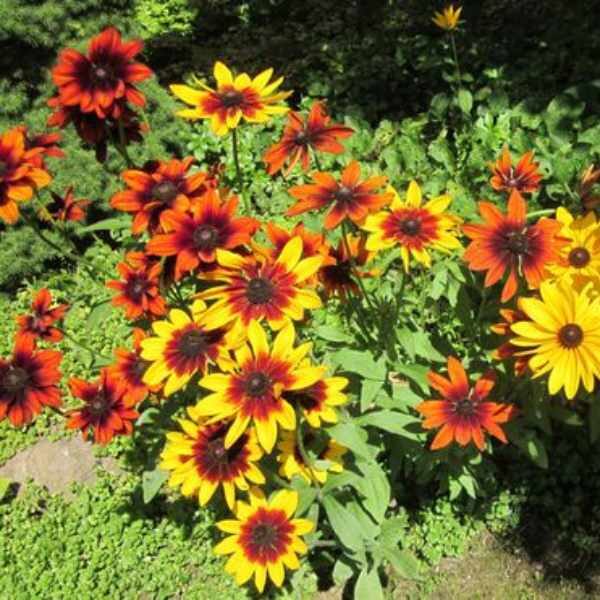 gloriosa-daisies-seeds3 gloriosa-daisies-seeds3