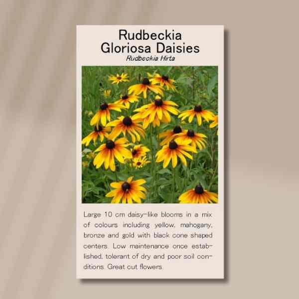 rudbeckia-gloriosa-seeds-back rudbeckia-gloriosa-seeds-back