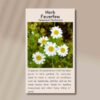 feverfew-front