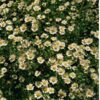 herb-feverfew-seeds-1