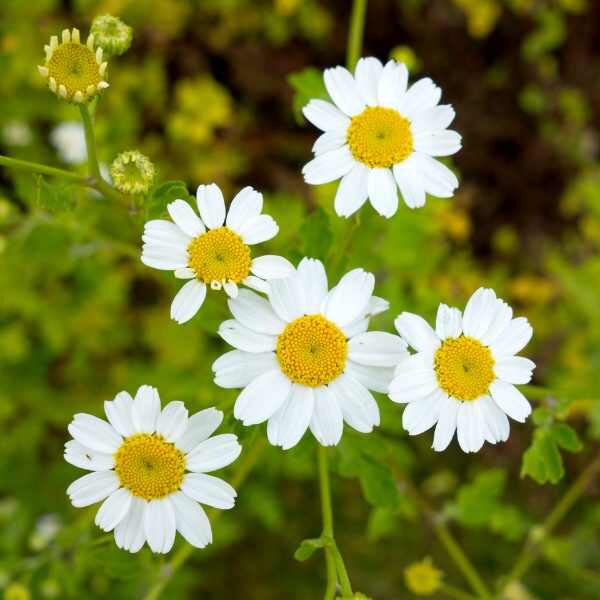 herb-feverfew-seeds