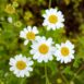 herb-feverfew-seeds