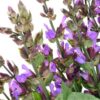 clary-sage-seeds-1