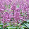 clary-sage-seeds