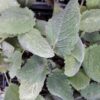 clary-sage-seeds-3