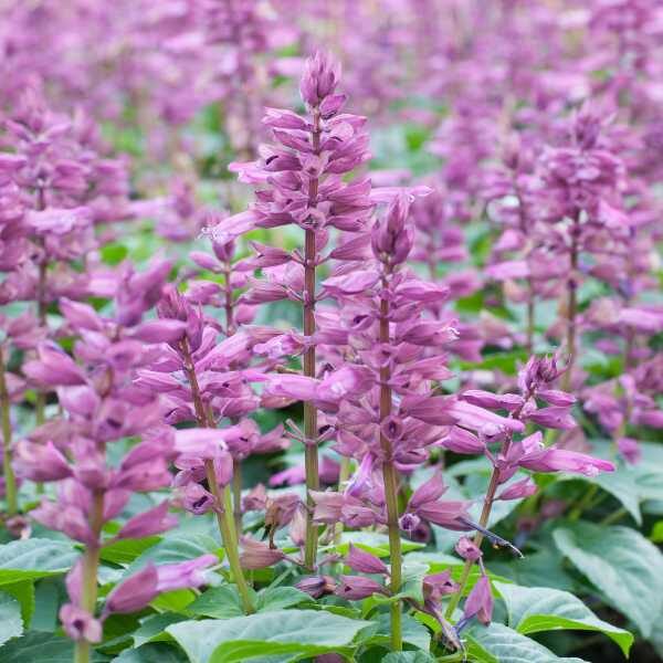 clary-sage-seeds