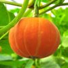 pumpkin -jack-be-little-seeds-2