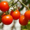 Tomato-cherry‐fox-seeds-2