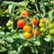 Tomato-cherry‐fox-seeds-4