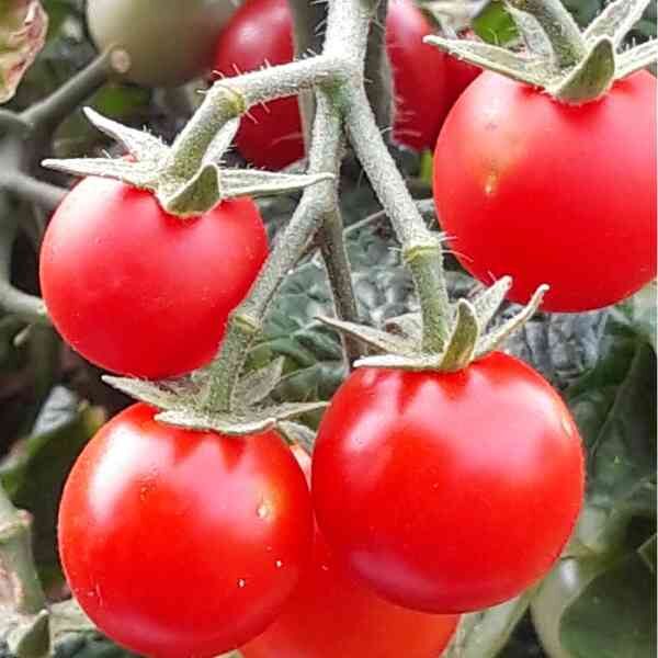 cherry-tomato-fox-seeds-2 cherry-tomato-fox-seeds-2