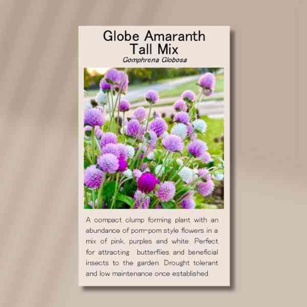 globe-amaranth-back globe-amaranth-back