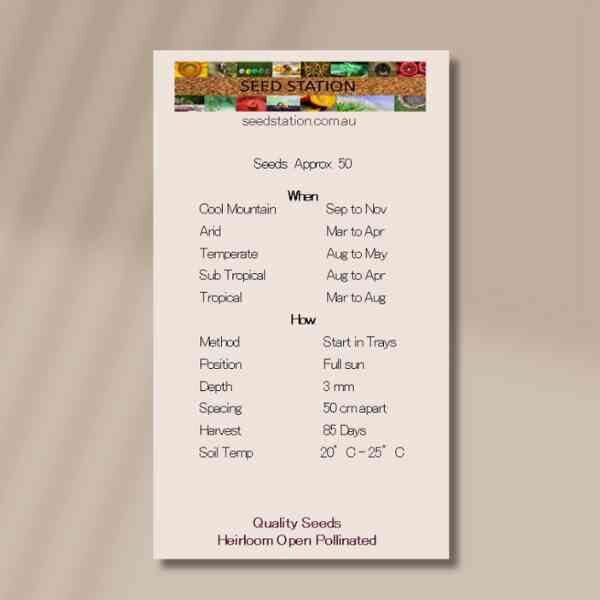 globe-amaranth-front globe-amaranth-front