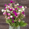 globe amaranth mix