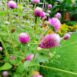 globe-amaranth-seeds-4