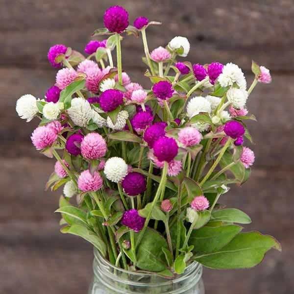 globe amaranth mix