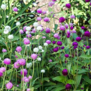 Amaranth Flower