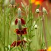 mexican-hat-seeds