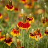 mexican hat flowers in a field