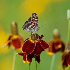 Mexican Hat