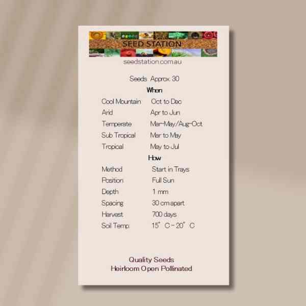 native-vanilla-lily-seeds-front native-vanilla-lily-seeds-front