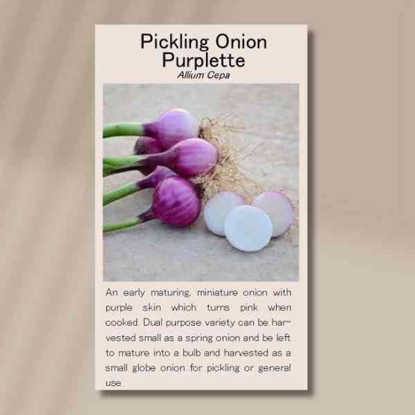 purplette-pickling-onion-seed-packet-front (1) purplette-pickling-onion-seed-packet-front (1)